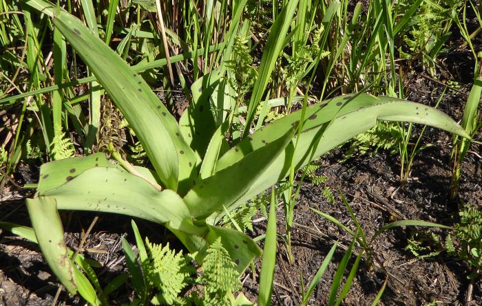 Ledebouria floribunda, in habitat.