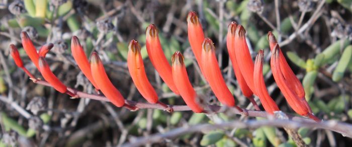 Astroloba rubriflora has upward facing, red, tubular flowers.