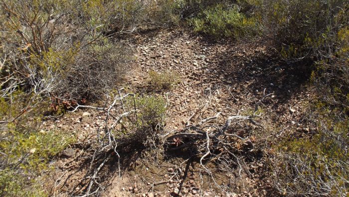 The habitat of Astroloba rubriflora.