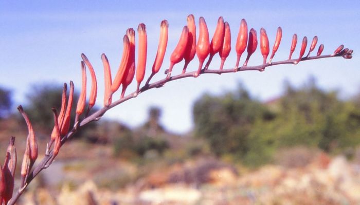 Astroloba rubriflora inflorescence.