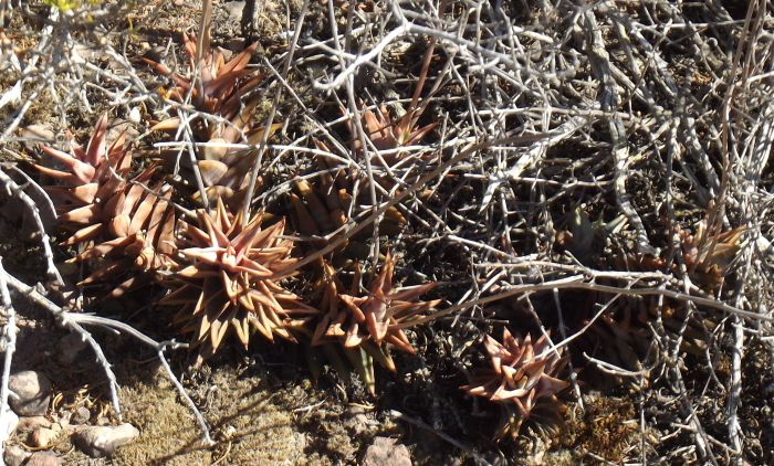 Astroloba rubriflora in habitat.