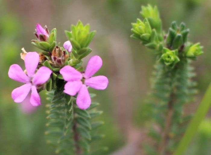 Acmadenia kiwanensis 