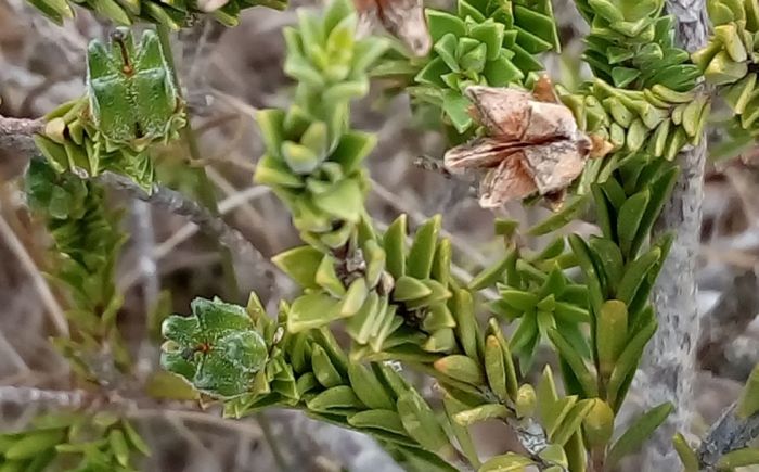 Acmadenia kiwanensis, fresh and dried fruits.