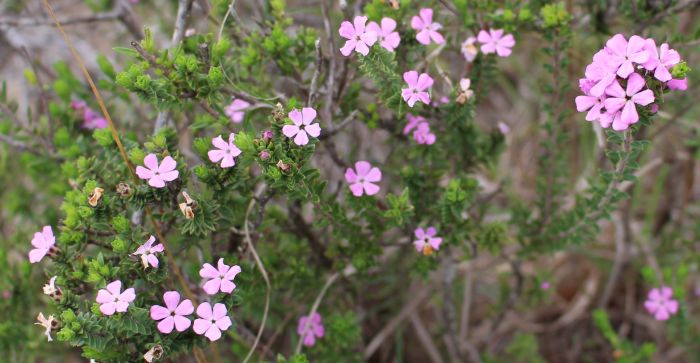 Acmadenia kiwanensis, in flower.