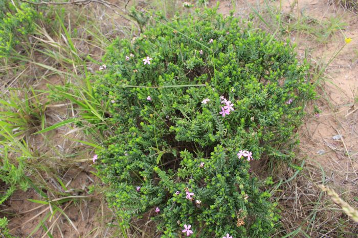 Acmadenia kiwanensis, growing in habitat.