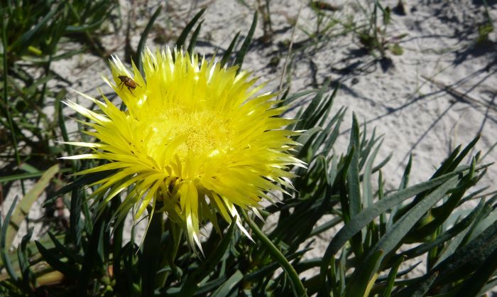 Conicosia pugioniformis subsp. pugioniformis. (Ernst van Jaarsveld)