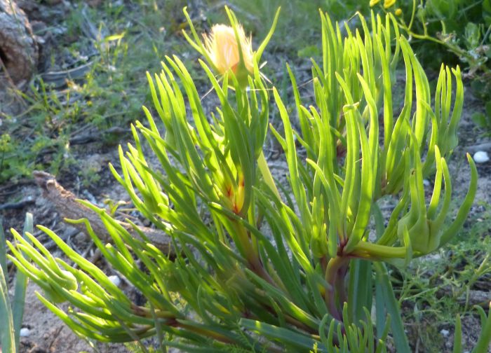 Conicosia pugioniformis subsp. pugioniformis. (Ernst van Jaarsveld)