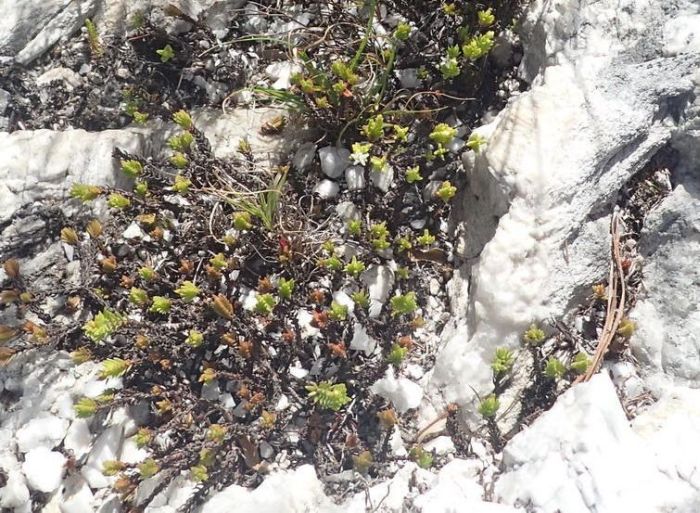 Crassula ericoides subsp. tortuosa (Nicola van Berkel)