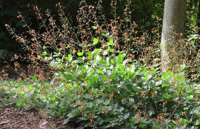 Hylodesmum repandum, in flower, in Kirstenbosch NBG.