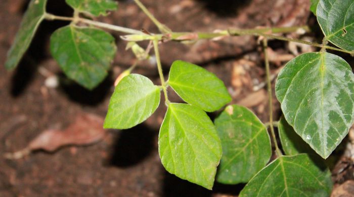 leaves