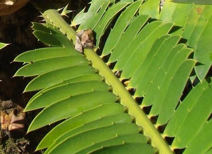 Encephalartos aemulans, leaflets.