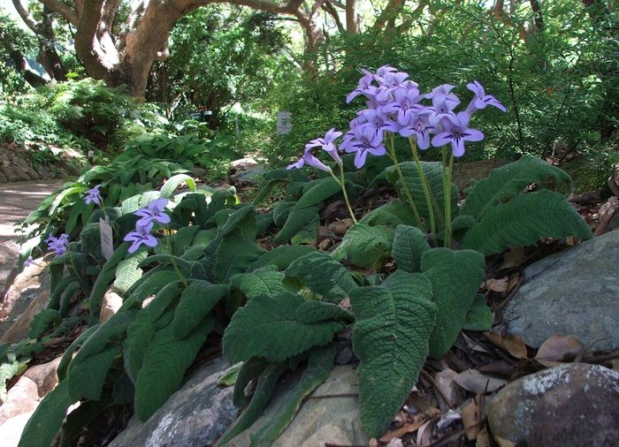 Streptocarpus floribundus, growing in Kirstenbosch NBG. (Alice Notten)