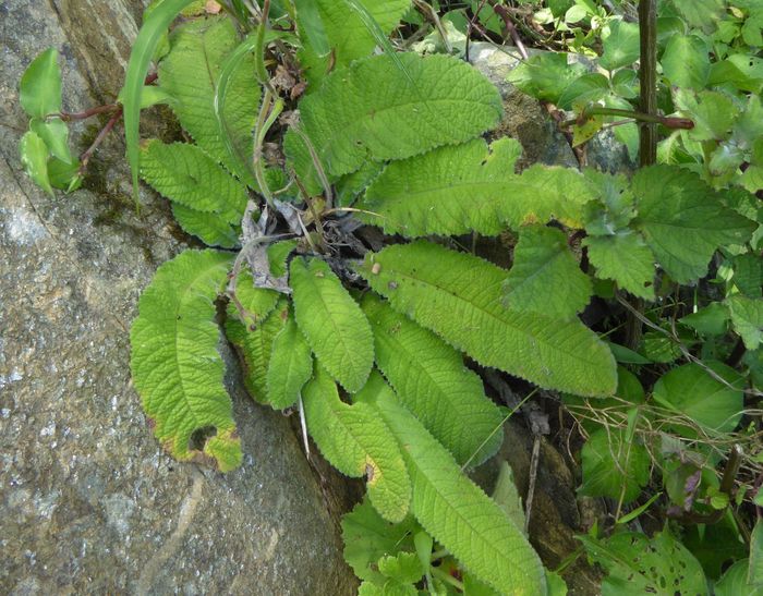 Streptocarpus floribundus, growing in habitat.