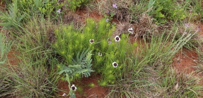 Callilepis leptophylla 