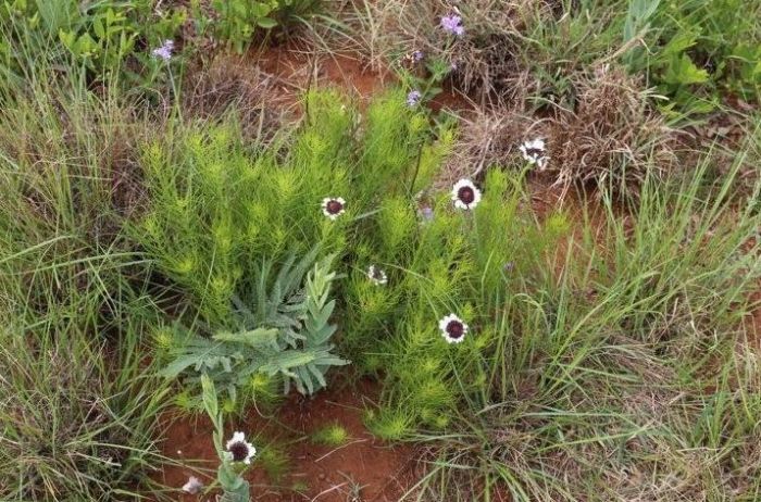 Callilepis leptophylla 