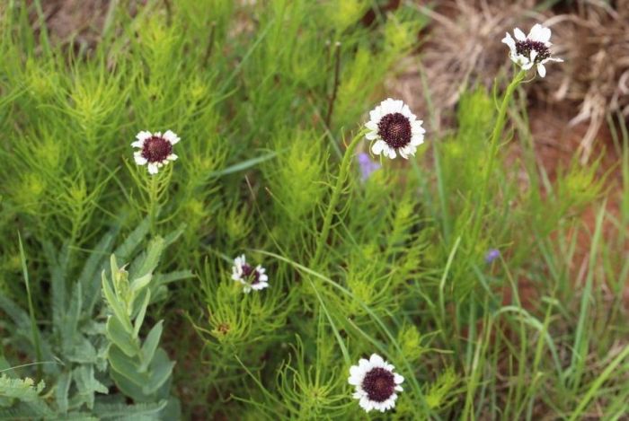 Callilepis leptophylla 