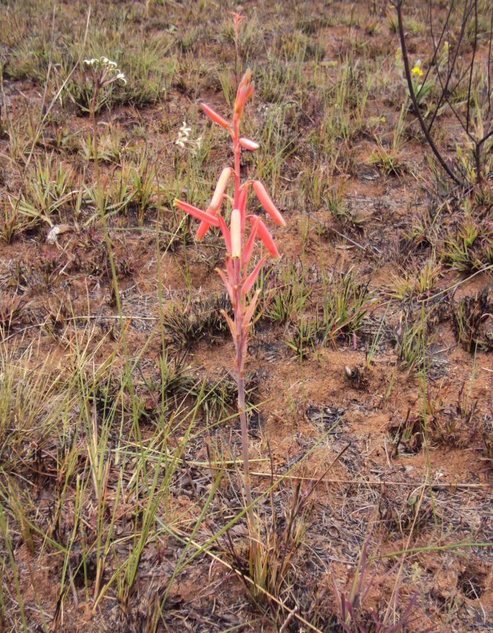 Aloe kniphofioides in habitat. (Georg Frits)