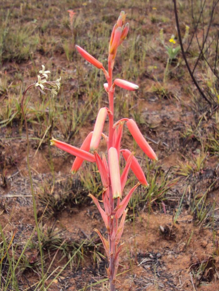 Aloe kniphofioides in habitat. (Georg Frits)