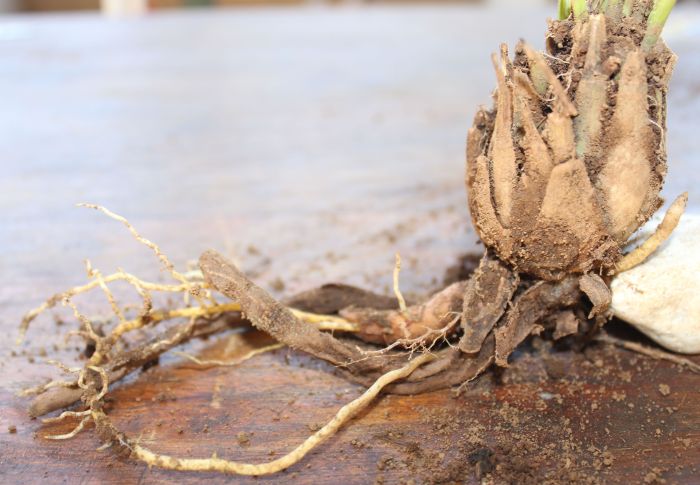 Aloe kniphofioides, roots.