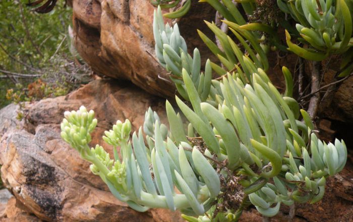 Curio ficoides, Meiringspoort, Groot Swartberg, in the Klein Karoo, Western Cape, South Africa.