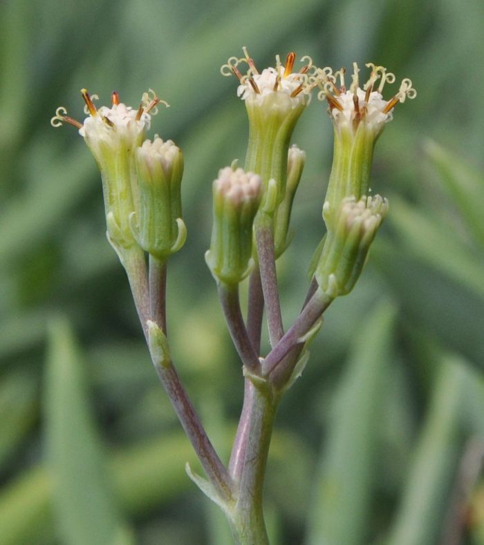 Close-up of the flowers and leaves of Curio ficoides in spring, in Kirstenboscch NBG.