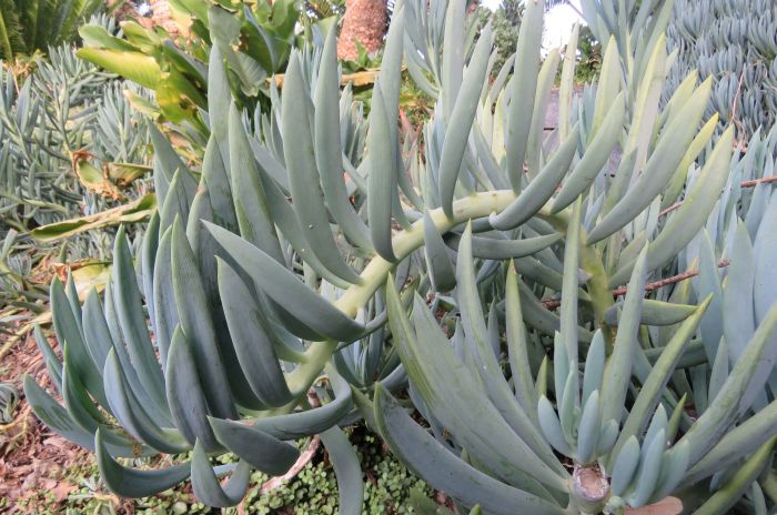 Note the reclining stems of Curio ficoides, an adaptation growing on steep slopes and cliffs.