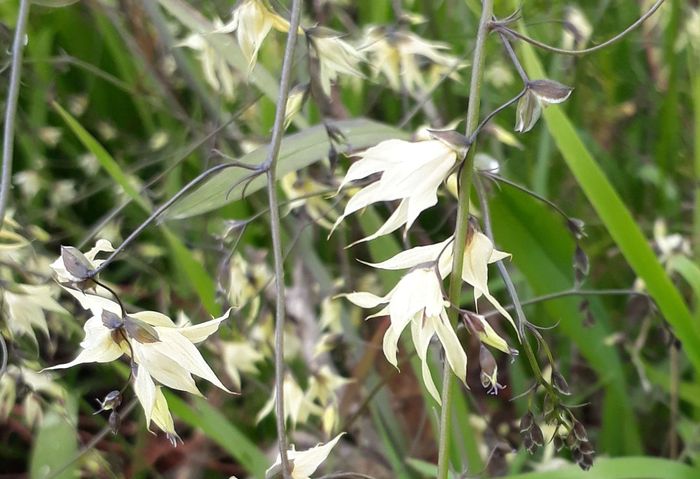 Melasphaerula graminea. (Lize Labuscagne)