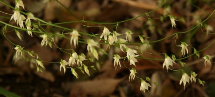 Melasphaerula graminea. (Sandra Falanga)