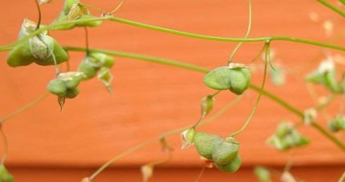 Melasphaerula graminea, fruits. (Mary Sue Ittner)