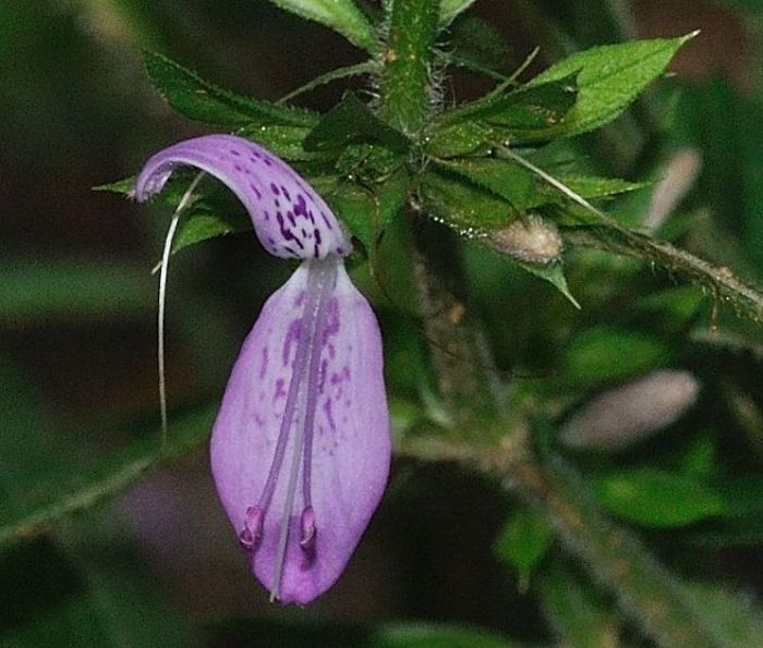 Dicliptera magaliesbergensis 