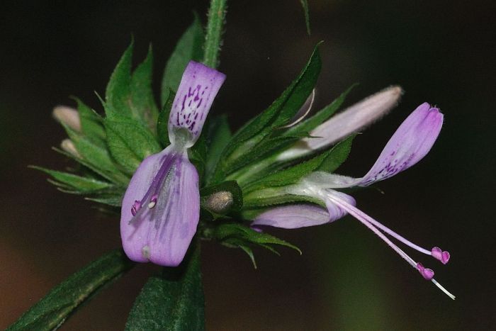 Dicliptera magaliesbergensis 