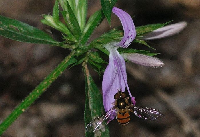 Dicliptera magaliesbergensis 