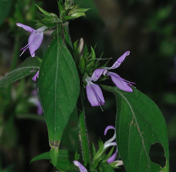 Dicliptera magaliesbergensis 