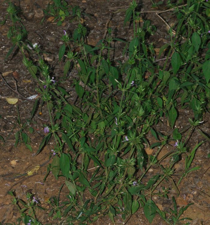 Dicliptera magaliesbergensis 