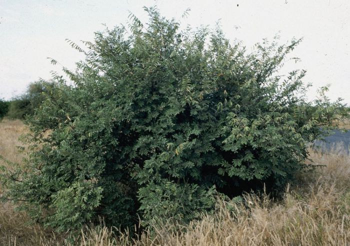 Grewia flava, plant in habitat.