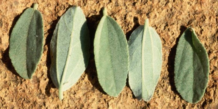 Grewia flava, leaves.