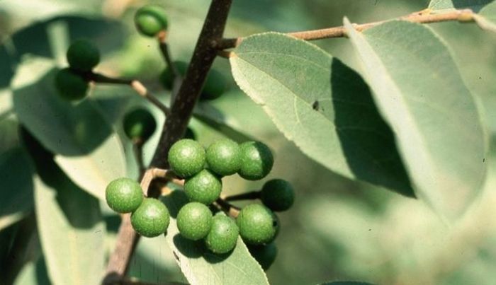 Grewia flava, unripe fruits.