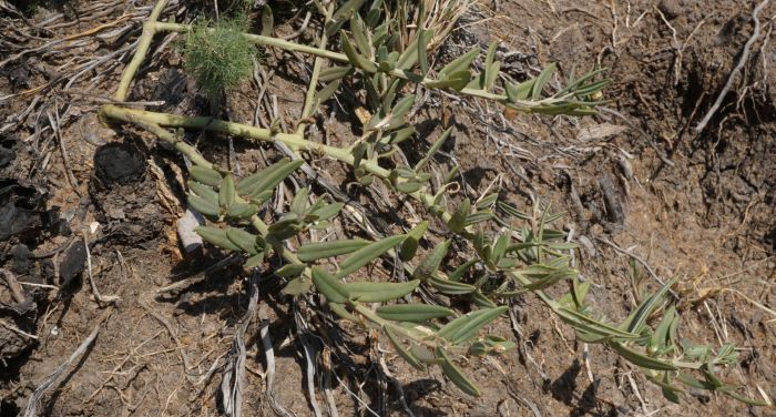 Talinum caffrum (Photo Andrew Hankey)