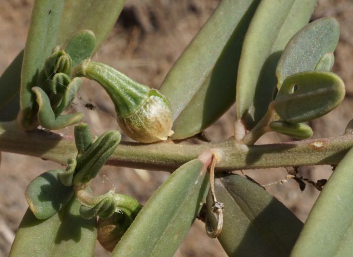 Talinum caffrum, developing fruits. (Photo Andrew Hankey)