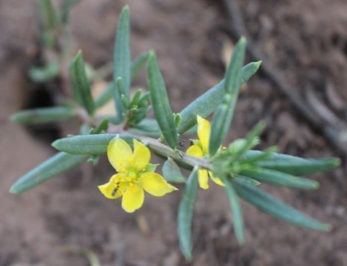 Talinum caffrum, in flower.