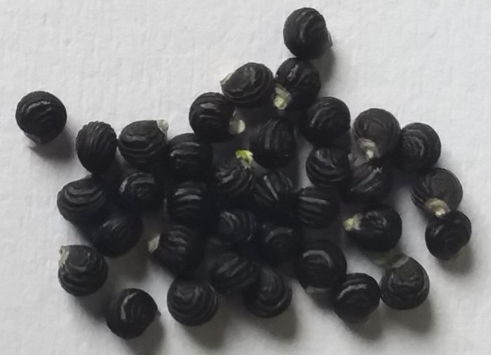 Talinum caffrum, seeds.