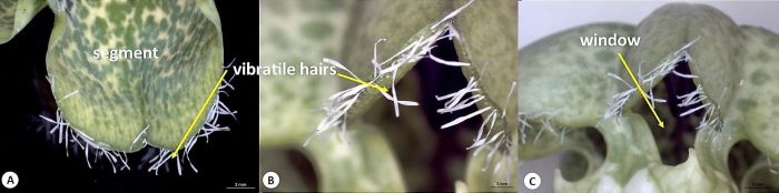 Segment or parts of canopy of corolla of Ceropegia sandersonii. A, one segment viewed from above and B, viewed from side, both showing white vibratile hairs on the margin. C, side-view of apical portion of tube showing the window formed by the fused segments. (Photos S.P. Bester)