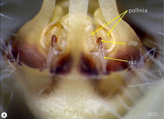 Gynostegial column of Ceropegia sandersonii positioned in the basal swelling of the tube showing the pollinia, clip and rail where pollinia from another flower need to be lodged to ensure pollination. (Photo S.P. Bester)