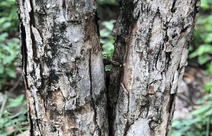 Dalbergia melanoxylon, bark.