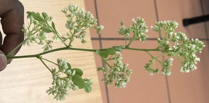 Dalbergia melanoxylon, spray of flowers.