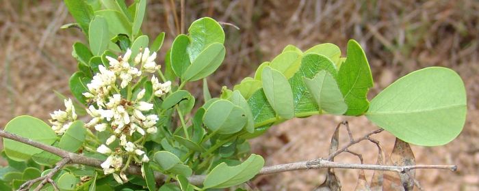 Dalbergia melanoxylon, flowers and foliage. (Photo Geoff Nichols)