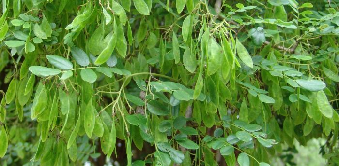 Dalbergia melanoxylon, green fruits. (Photo Geoff Nichols)