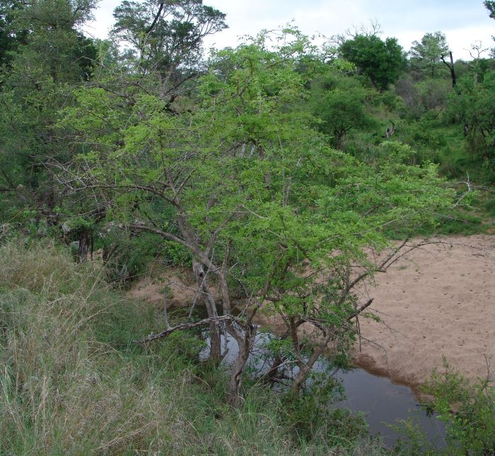 Dalbergia melanoxylon, in habitat, Kruger National Park. (Photo Geoff Nichols)