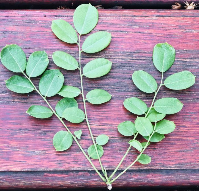 Dalbergia melanoxylon, leaves.