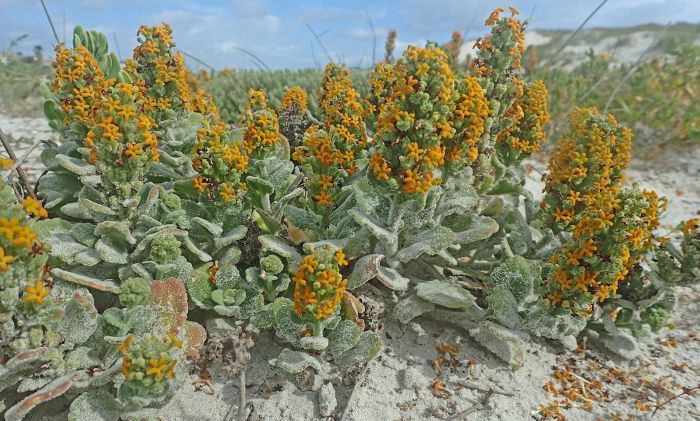 Manulea tomentosa, growing at the coast, Melkbosstrand. (Photo Felix Riegel)